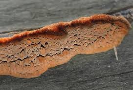 Attēlu rezultāti vaicājumam “Gloeophyllum trabeum”