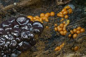 Attēlu rezultāti vaicājumam “Dianema depressum”