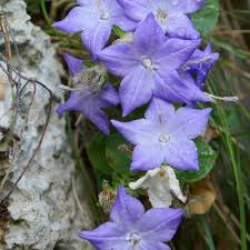 Image result for Campanula isophylla