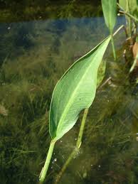 Attēlu rezultāti vaicājumam “Alisma gramineum”