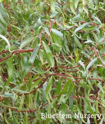 Attēlu rezultāti vaicājumam “Salix x sepulcralis”