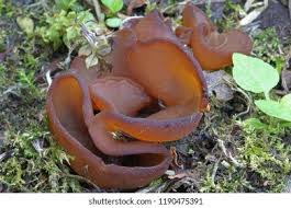 Attēlu rezultāti vaicājumam “Peziza badia”