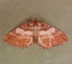 Attēlu rezultāti vaicājumam “Earophila badiata”