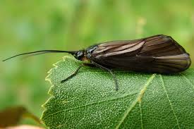 Attēlu rezultāti vaicājumam “Phryganeidae”