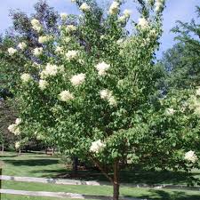 Attēlu rezultāti vaicājumam “Syringa reticulata subsp. amurensis”