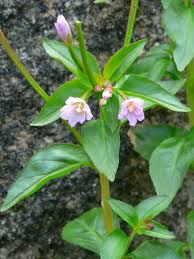 Attēlu rezultāti vaicājumam “Epilobium”