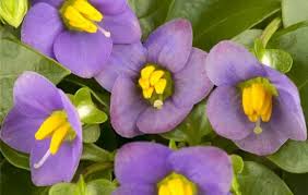 Image result for Exacum affine