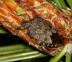 Attēlu rezultāti vaicājumam “Troilus luridus”