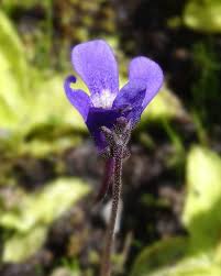 Attēlu rezultāti vaicājumam “Pinguicula vulgaris”