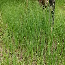 Attēlu rezultāti vaicājumam “Carex acutiformis fruit”
