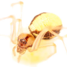 Attēlu rezultāti vaicājumam “Neottiura bimaculata”