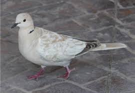 Attēlu rezultāti vaicājumam “Streptopelia decaocto adult”