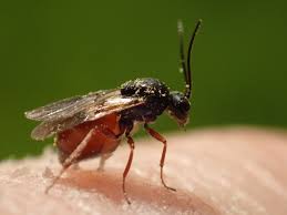 Attēlu rezultāti vaicājumam “Diplolepis rosae”