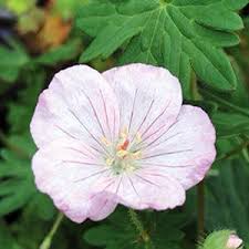 Attēlu rezultāti vaicājumam “Geranium sanguineum flower”