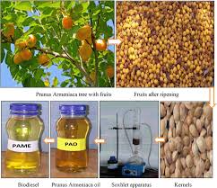 Attēlu rezultāti vaicājumam “Prunus armeniaca fruit”