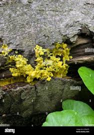 Attēlu rezultāti vaicājumam “Badhamia lilacina plasmodium”