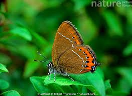 Attēlu rezultāti vaicājumam “Satyrium pruni”