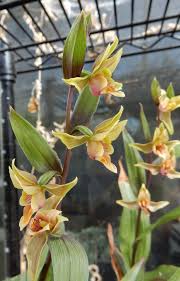 Attēlu rezultāti vaicājumam “Epirranthis diversata upperside”