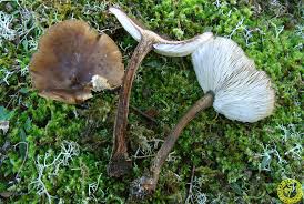 Image result for Melanoleuca rasilis var. pseudoluscina