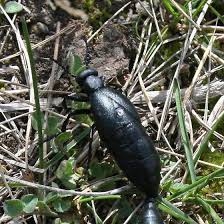 Attēlu rezultāti vaicājumam “Meloe sp.”