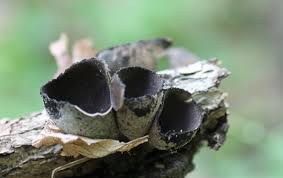 Attēlu rezultāti vaicājumam “Urnula craterium”