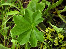 Attēlu rezultāti vaicājumam “Alchemilla subcrenata”