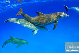 Image result for Tursiops truncatus