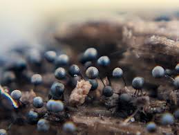 Attēlu rezultāti vaicājumam “Lamproderma pulchellum spores”