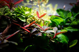 Attēlu rezultāti vaicājumam “Lycogala alisaulianovae young”