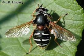 Attēlu rezultāti vaicājumam “Sericomyia lappona”