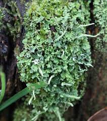 Attēlu rezultāti vaicājumam “Cladonia coniocraea”