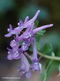 Attēlu rezultāti vaicājumam “Corydalis solida flower”
