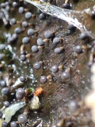 Attēlu rezultāti vaicājumam “Physarum luteolum young”