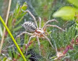 Attēlu rezultāti vaicājumam “Agelena labyrinthica”