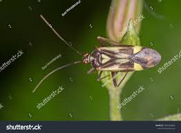 Attēlu rezultāti vaicājumam “Grypocoris sexguttatus”