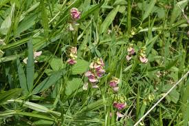 Attēlu rezultāti vaicājumam “Lathyrus sylvestris leaf”