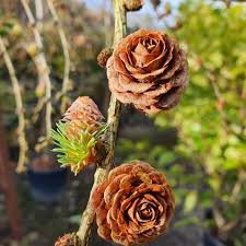 Attēlu rezultāti vaicājumam “Larix decidua flower”
