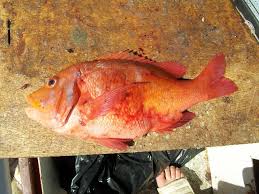 Image result for Chrysoblephus laticeps