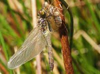Attēlu rezultāti vaicājumam “Leucorrhinia albifrons”