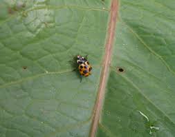 Attēlu rezultāti vaicājumam “Hippodamia notata”