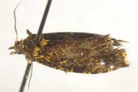 Attēlu rezultāti vaicājumam “Celypha siderana”