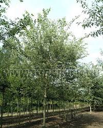 Attēlu rezultāti vaicājumam “Populus alba Nivea”