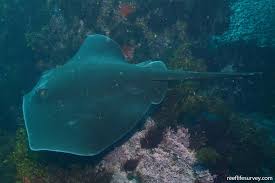 Image result for Bathytoshia brevicaudata