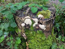 Attēlu rezultāti vaicājumam “Fuligo septica var. candida”