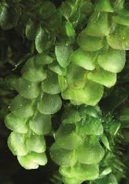 Attēlu rezultāti vaicājumam “Calypogeia neesiana”