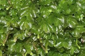 Attēlu rezultāti vaicājumam “Jungermannia subulata”