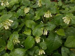 Attēlu rezultāti vaicājumam “Symphytum grandiflorum”