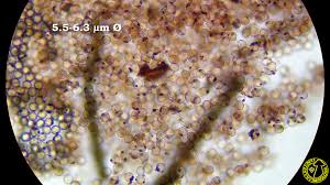 Attēlu rezultāti vaicājumam “Cribraria cancellata stalked”