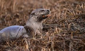 Image result for Eltham Otters