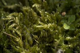 Attēlu rezultāti vaicājumam “Hypnum jutlandicum”